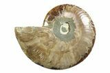 Cut & Polished Ammonite Fossil (Half) - Madagascar #354137-1